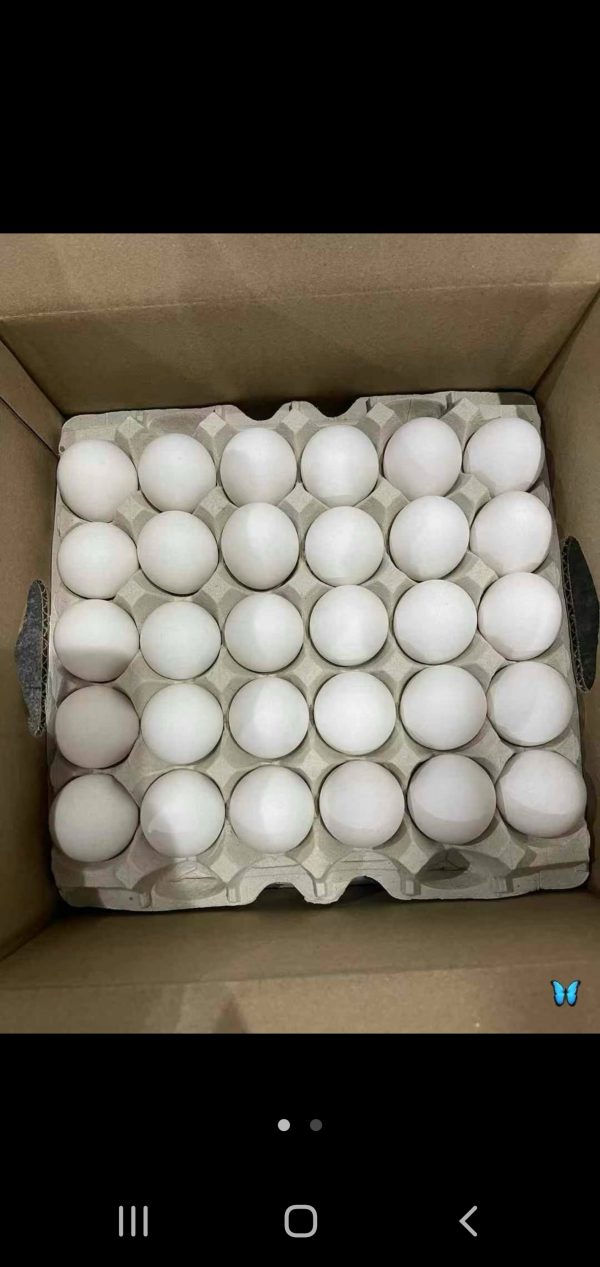 White eggs